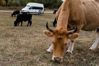 A cow on the grass. In the background you can see a Grand California Van. All information about Alpsee Camping here.